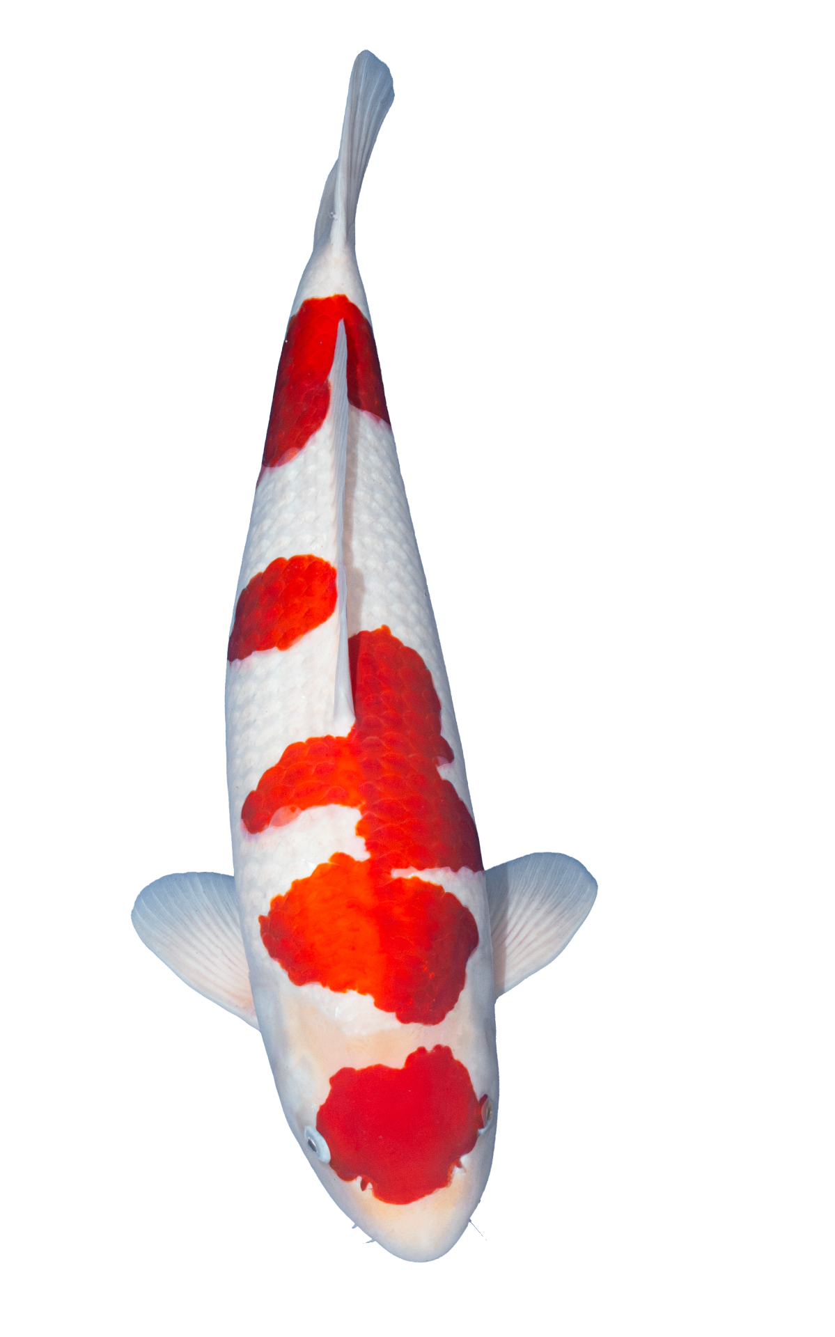 Kohaku Adult Champion swimming into frame