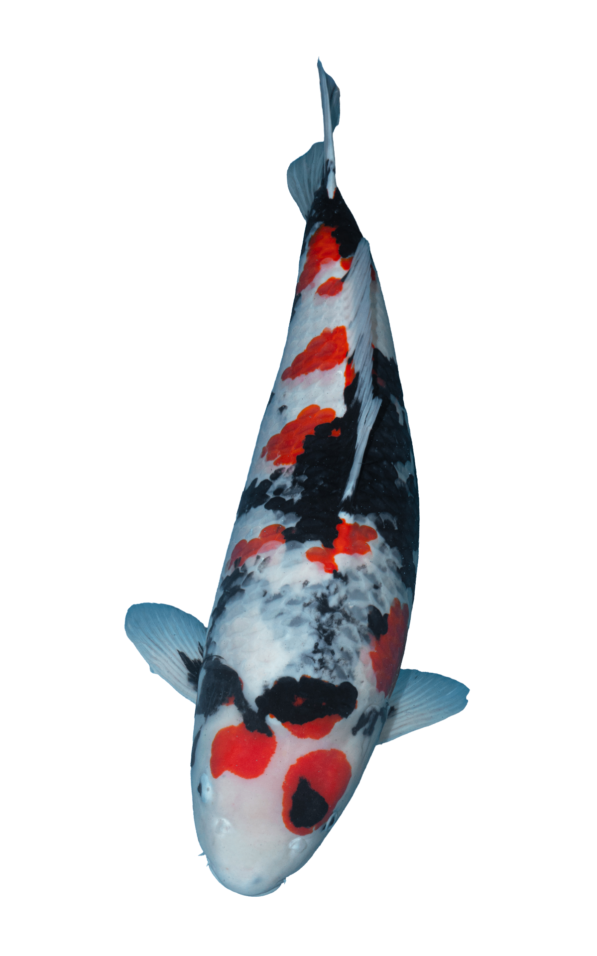 Showa Sanshoku swimming into frame